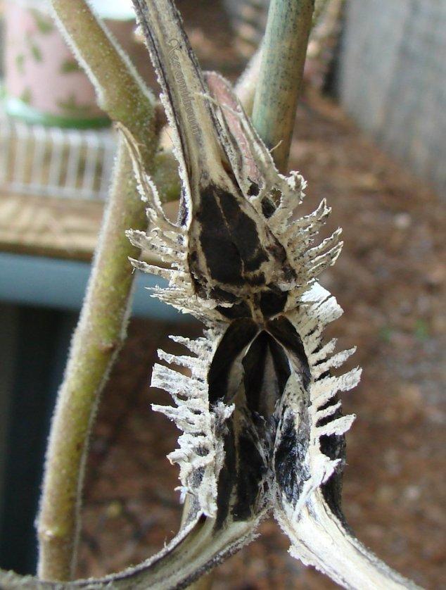 Photo of Devil's Claw (Proboscidea parviflora var. hohokamiana) uploaded by Xeramtheum