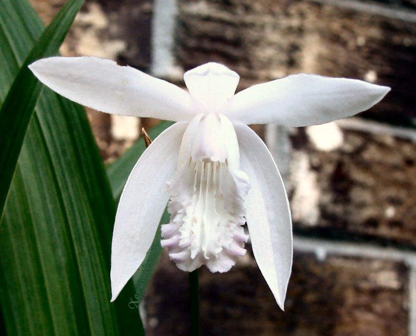 Photo of Chinese Ground Orchid (Bletilla striata) uploaded by Xeramtheum