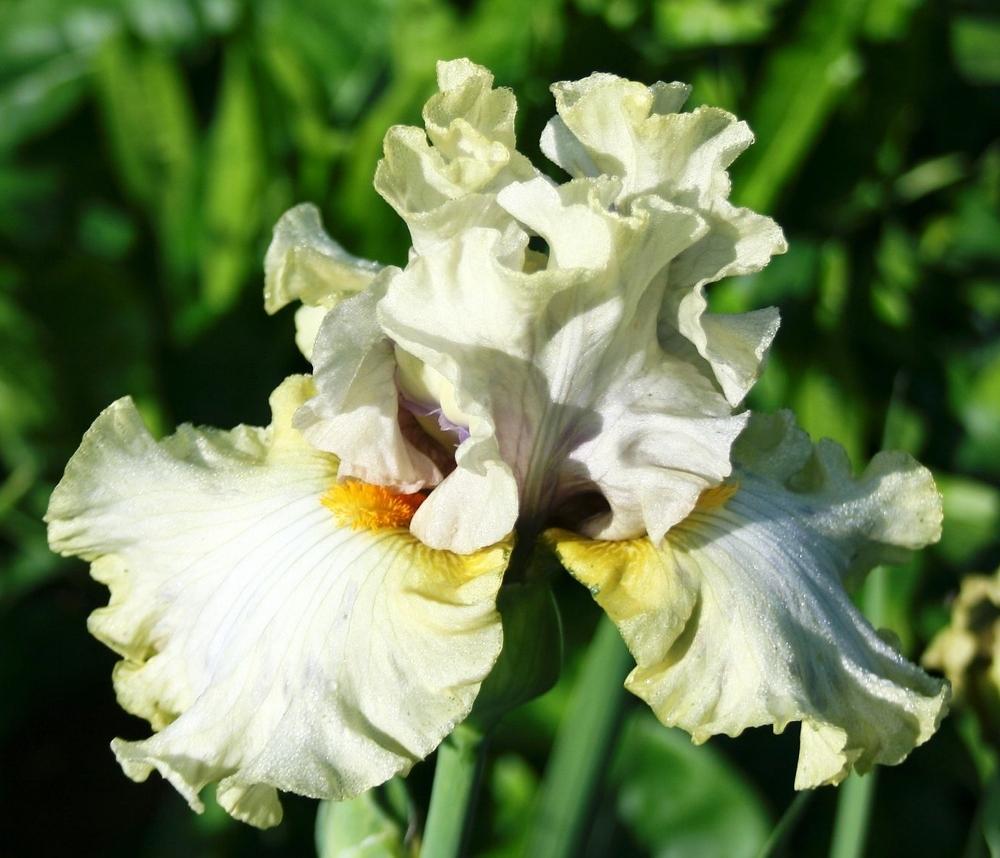 Photo of Tall Bearded Iris (Iris 'Suspicion') uploaded by 4susiesjoy