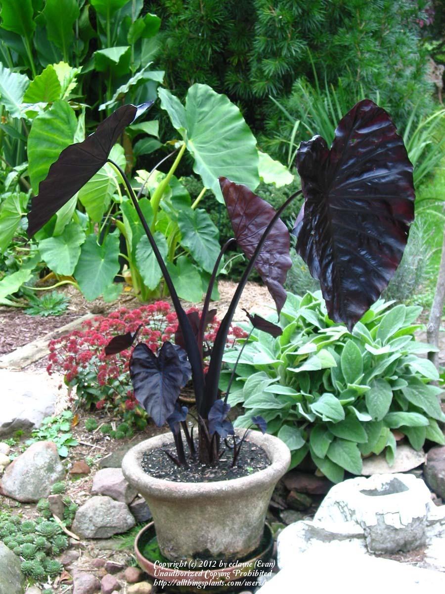 Photo of Taro (Colocasia esculenta Royal Hawaiian® Black Coral) uploaded by eclayne