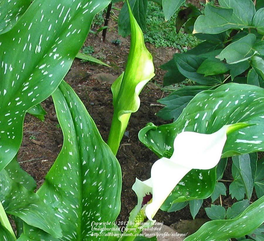 Photo of White Spotted leaf Calla Lily (Zantedeschia albomaculata) uploaded by eclayne