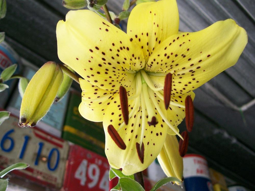 Photo of Tiger Lily (Lilium lancifolium) uploaded by gwhizz