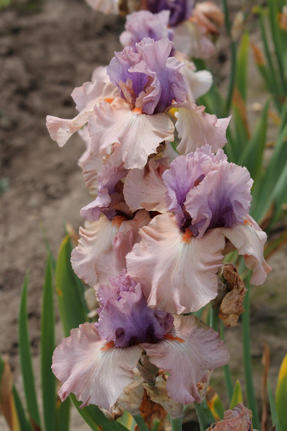 Photo of Tall Bearded Iris (Iris 'La Scala') uploaded by ARUBA1334