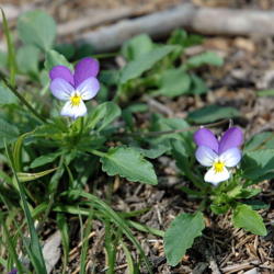 Location: Viola tricolor. Found in wood south of Oslo, Norway.
Kjetil Lenes