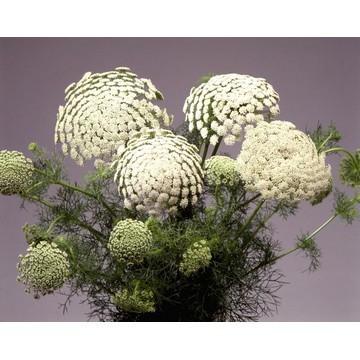 Photo of False Queen Anne's Lace (Visnaga daucoides 'Green Mist') uploaded by SongofJoy