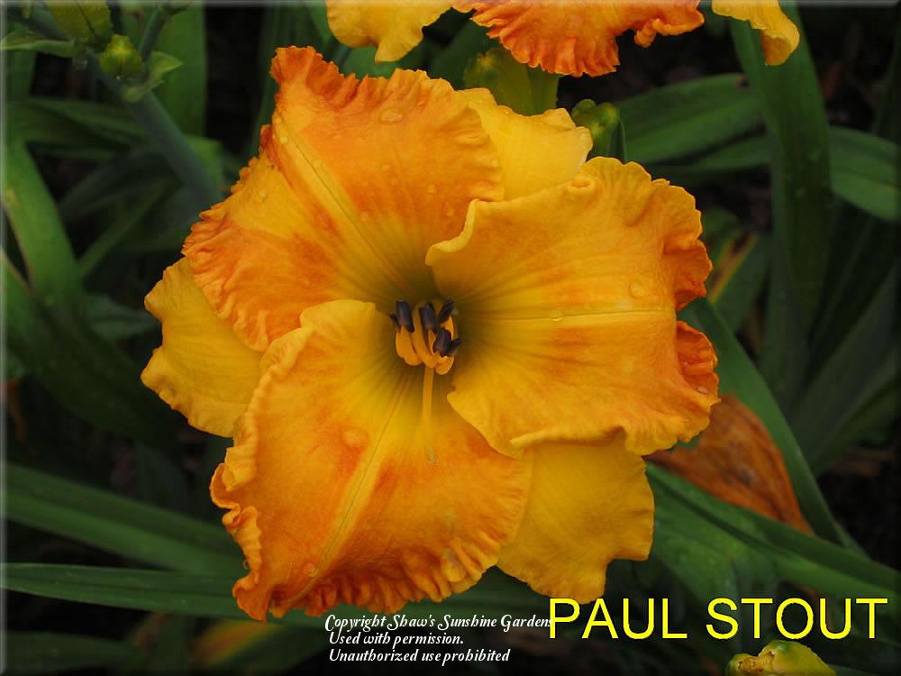 Photo of Daylily (Hemerocallis 'Paul Stout') uploaded by vic