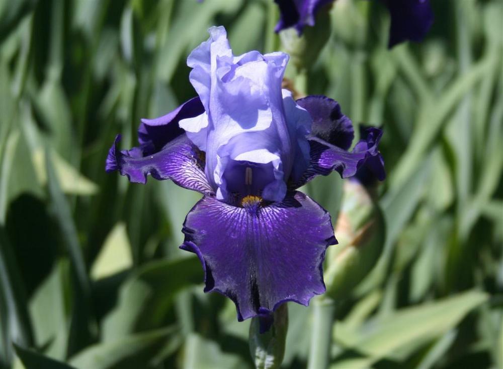 Photo of Tall Bearded Iris (Iris 'Northwest Progress') uploaded by KentPfeiffer