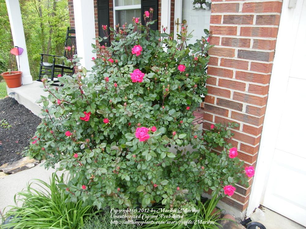 Photo of Rose (Rosa 'Double Knock Out') uploaded by Marilyn
