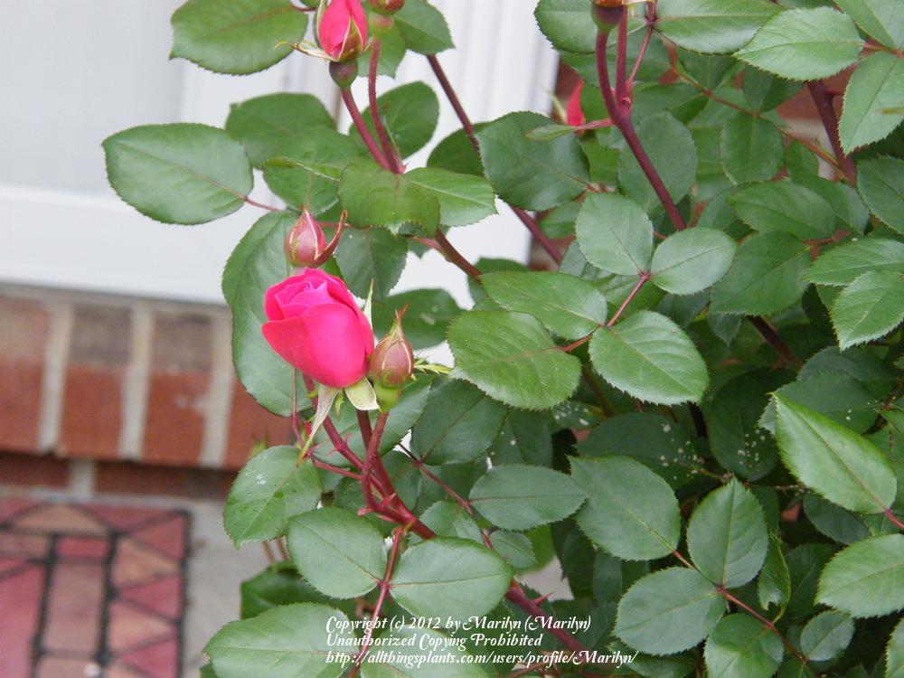 Photo of Rose (Rosa 'Double Knock Out') uploaded by Marilyn