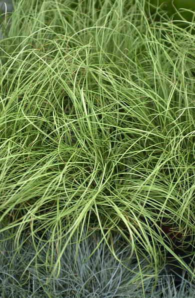 Photo of New Zealand Hair Sedge (Carex albula 'Frosted Curls') uploaded by SongofJoy