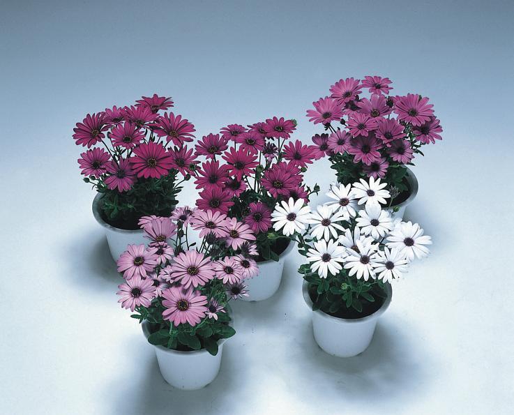 Photo of African Daisy (Osteospermum ecklonis 'Passion Mix') uploaded by SongofJoy