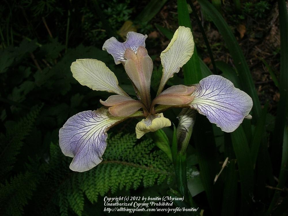 Photo of Species Iris (Iris foetidissima) uploaded by bonitin
