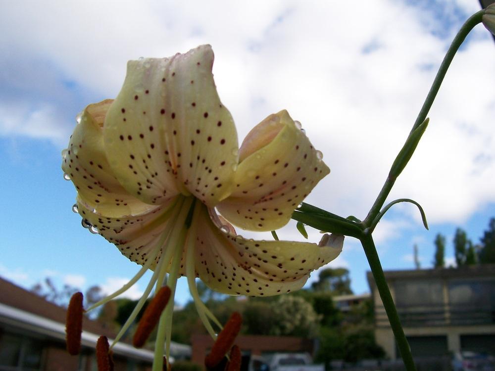 Photo of Asiatic lily (Lilium 'Lowana') uploaded by gwhizz