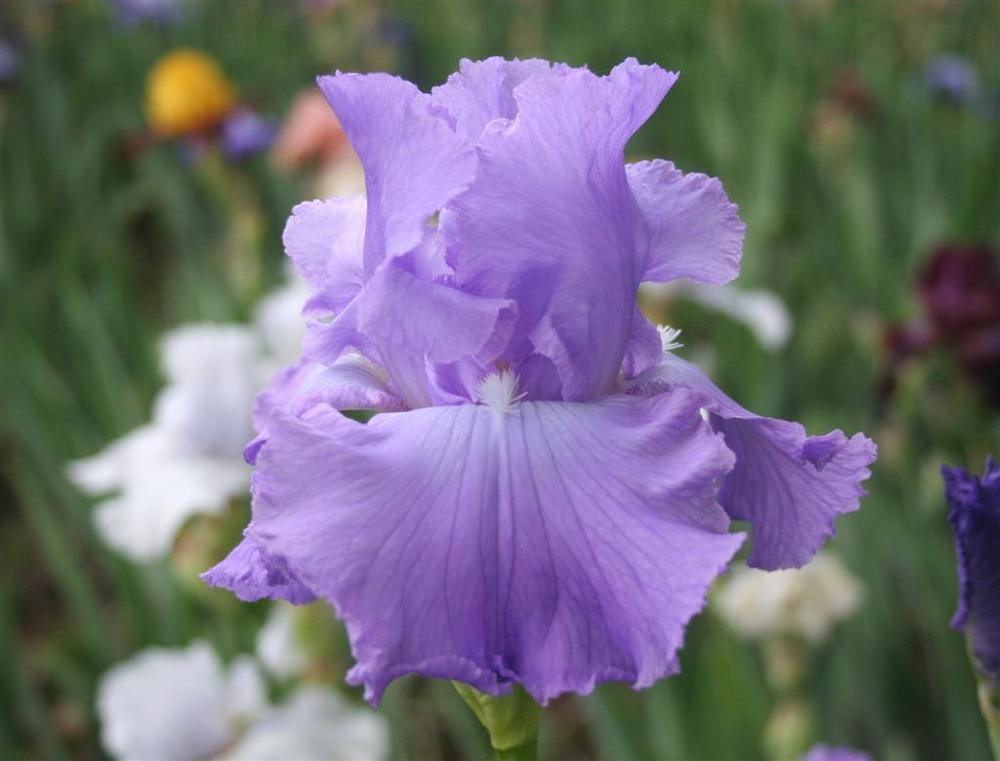 Photo of Tall Bearded Iris (Iris 'Perpetual Joy') uploaded by KentPfeiffer