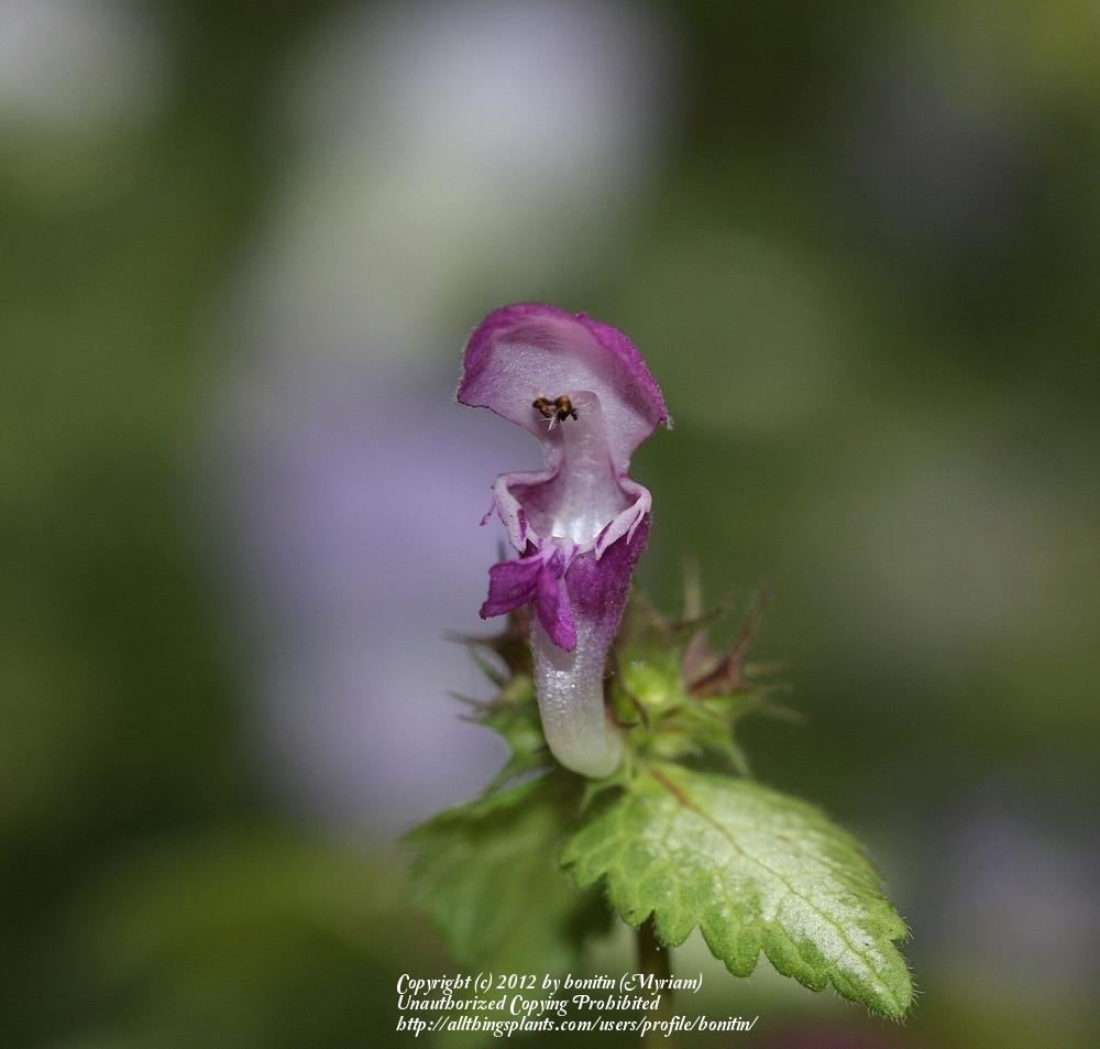 Photo of Spotted Deadnettle (Lamium maculatum 'Red Nancy') uploaded by bonitin