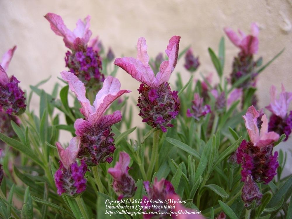 Photo of Spanish Lavender (Lavandula stoechas) uploaded by bonitin