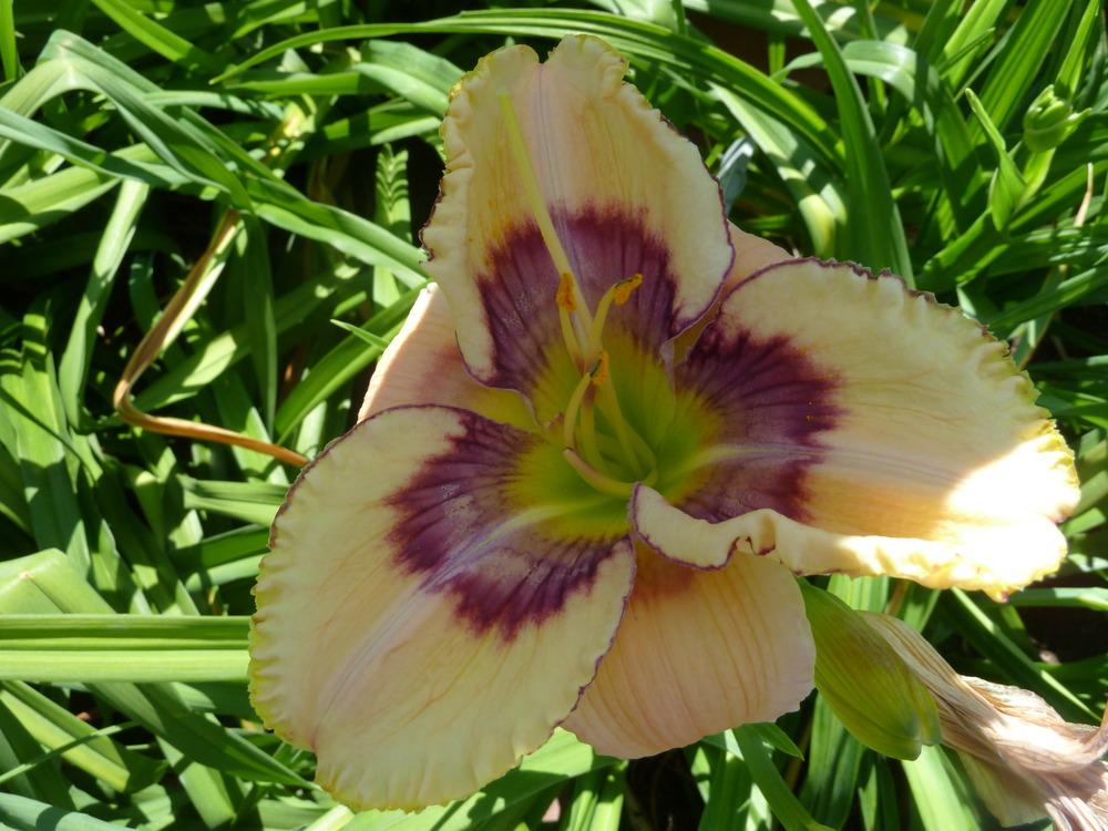 Photo of Daylily (Hemerocallis 'Through the Looking Glass') uploaded by lyle627