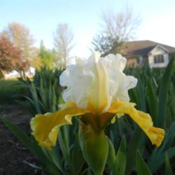 Location: My garden in southeast Nebraska
Date: 2011-05-05