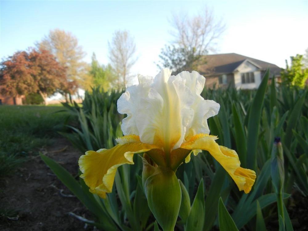 Photo of Intermediate Bearded Iris (Iris 'Protocol') uploaded by KentPfeiffer