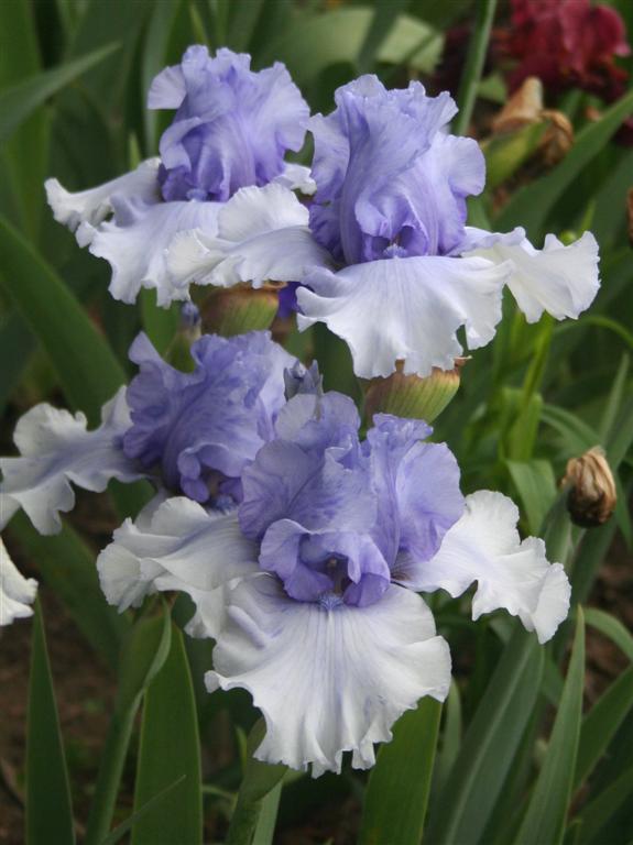 Photo of Tall Bearded Iris (Iris 'Quite the Reverse') uploaded by KentPfeiffer