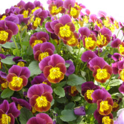 
'Skippy XL Red-Gold' is the first Viola cornuta to earn the prest