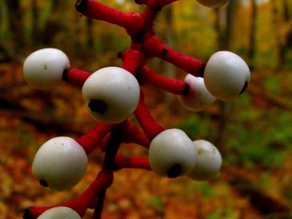 Photo of Doll's Eyes (Actaea pachypoda) uploaded by SongofJoy