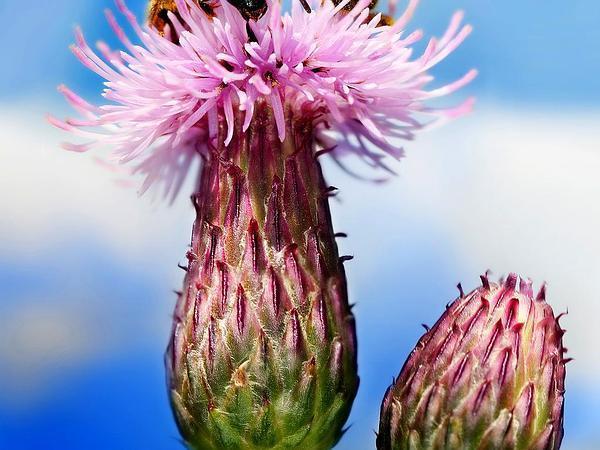 Photo of Canada Thistle (Cirsium arvense) uploaded by SongofJoy