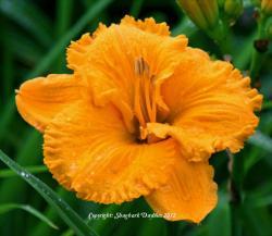 Thumb of 2012-12-25/daylily/33ee2e