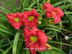 Thumb of 2012-12-25/daylily/8bfd0d