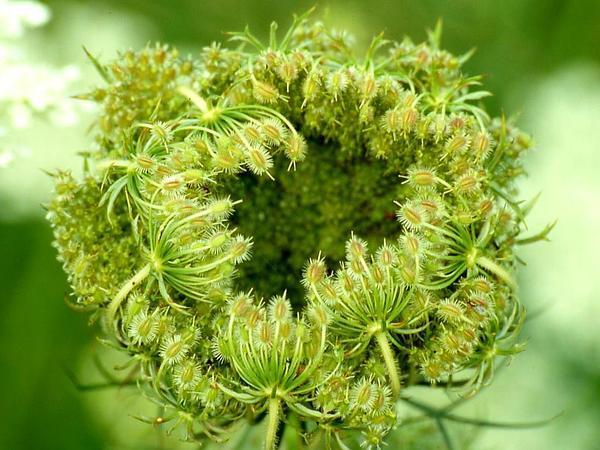 Photo of Queen Anne's Lace (Daucus carota) uploaded by SongofJoy