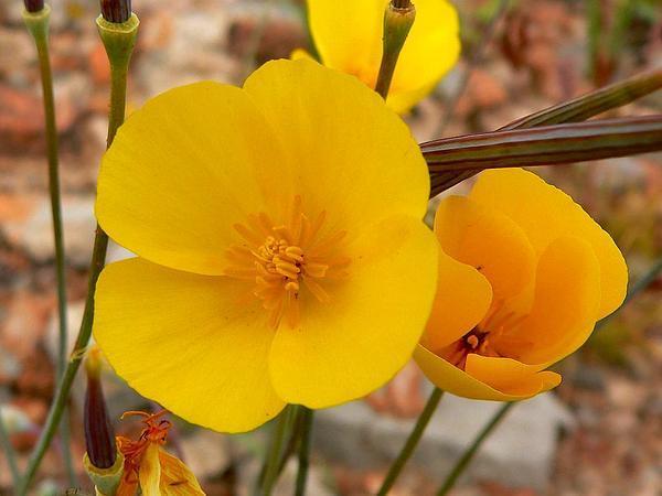 Photo of Desert Poppy (Eschscholzia glyptosperma) uploaded by SongofJoy