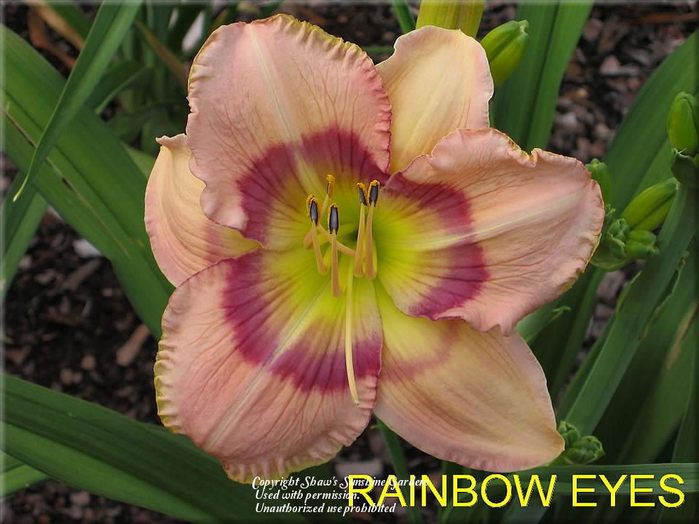 Photo of Daylily (Hemerocallis 'Rainbow Eyes') uploaded by vic