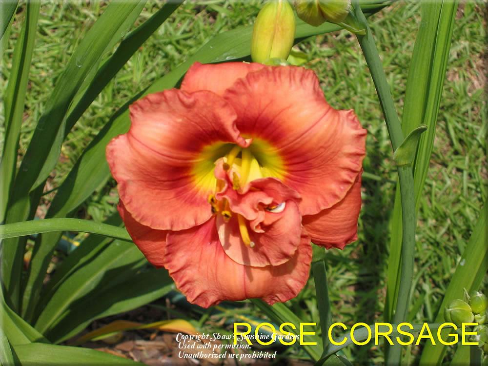 Photo of Daylily (Hemerocallis 'Rose Corsage') uploaded by vic
