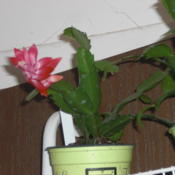 This is plant i have for trade or sale