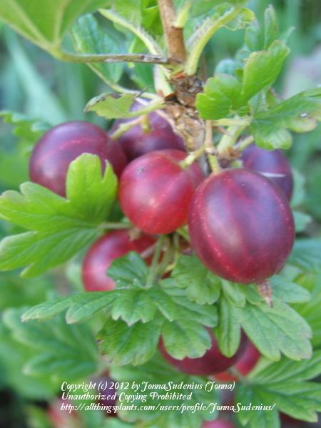 Photo of Gooseberry (Ribes uva-crispa) uploaded by JonnaSudenius