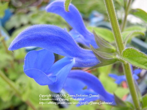 Photo of Gentian Sage (Salvia patens) uploaded by JonnaSudenius