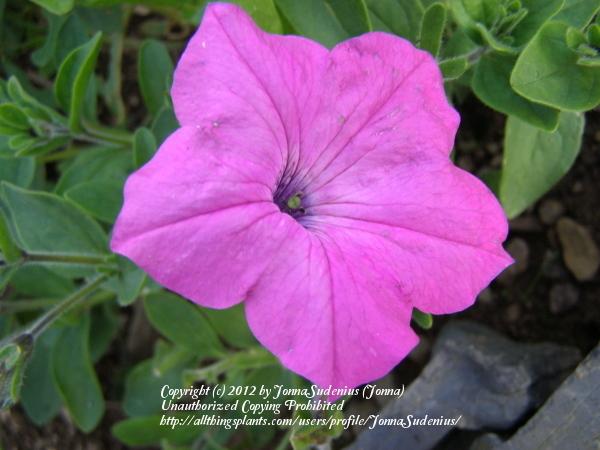 Photo of Violet-flowered Petunia (Petunia integrifolia) uploaded by JonnaSudenius