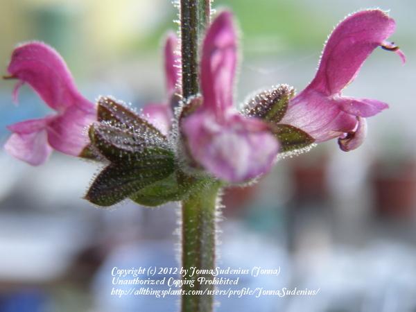 Photo of Salvia (Salvia viscosa) uploaded by JonnaSudenius
