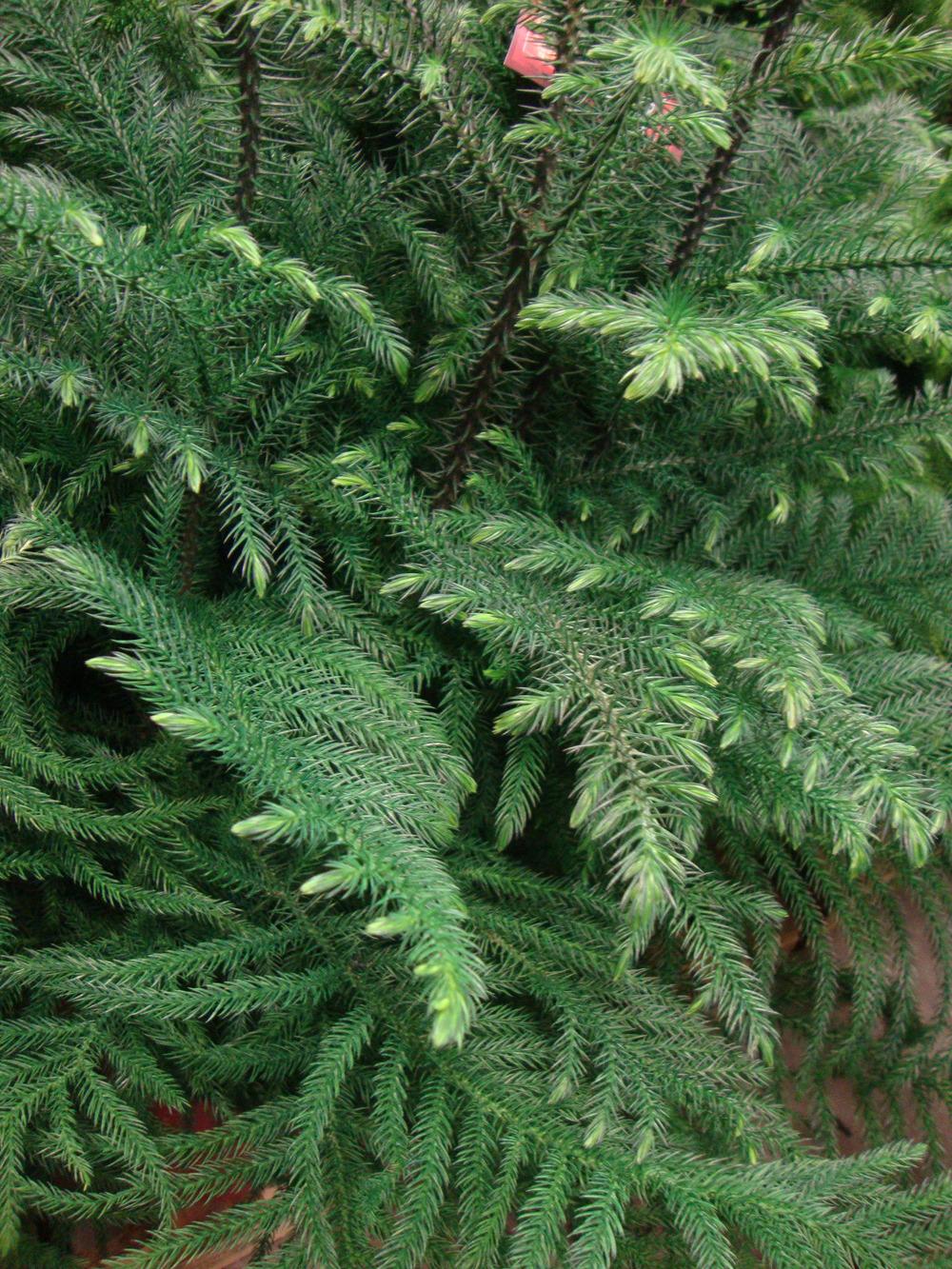 Photo of Norfolk Island Pine (Araucaria heterophylla) uploaded by Paul2032