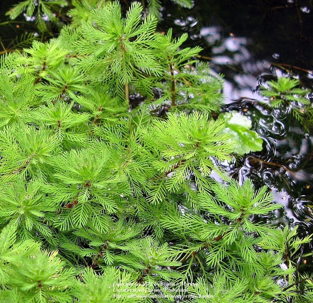 Photo of Red Stemmed Parrot's Feather (Myriophyllum aquaticum 'Red Stem') uploaded by bonitin