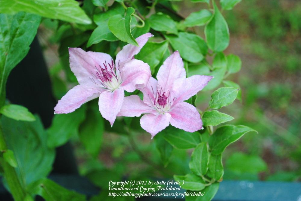 Photo of Clematis Pink Chiffon™ uploaded by chelle