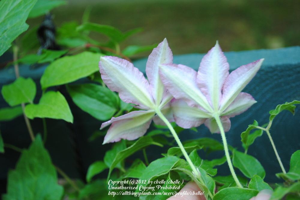 Photo of Clematis Pink Chiffon™ uploaded by chelle
