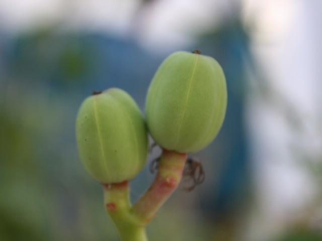 Photo of Buddha Belly Plant (Jatropha podagrica) uploaded by gingin