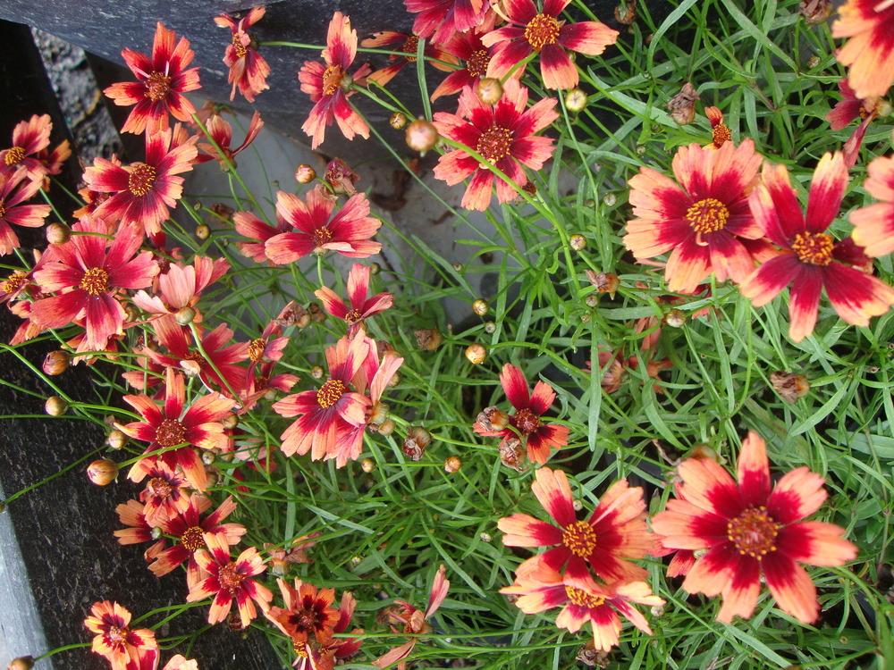 Photo of Hybrid Tickseed (Coreopsis Hardy Jewel™ Desert Coral) uploaded by Paul2032