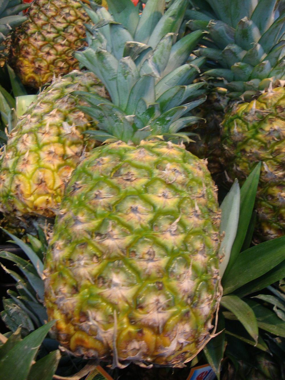 Photo of Pineapple (Ananas comosus) uploaded by Paul2032