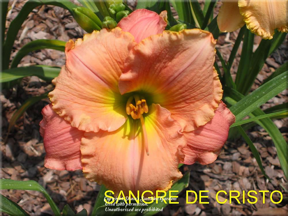 Photo of Daylily (Hemerocallis 'Sangre De Cristo') uploaded by vic