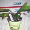 plant avail.