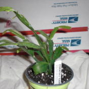 plant avail.