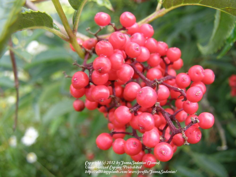 Photo of Red Elderberry (Sambucus racemosa) uploaded by JonnaSudenius
