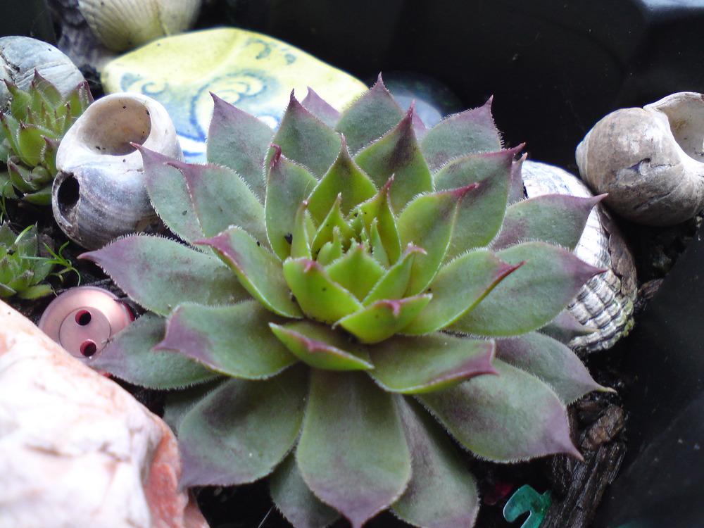 Photo of Hen and Chicks (Sempervivum 'Fuego') uploaded by PiaLouiseSourvi